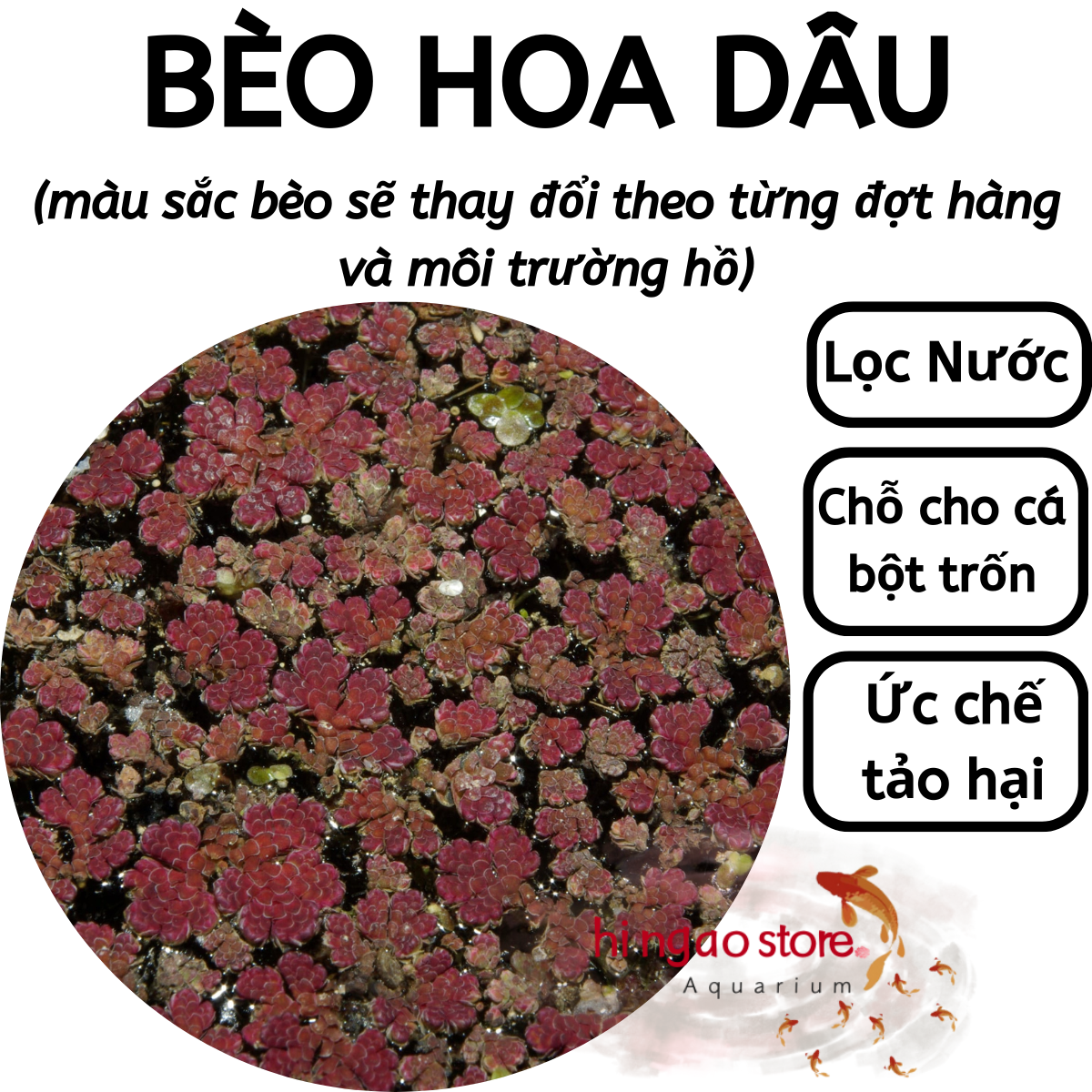 Duckweed-ruffles Bran-aquarium decoration | hingaostore.