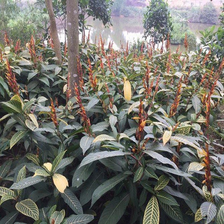 2 Cây giống khôi nhung tía - 809