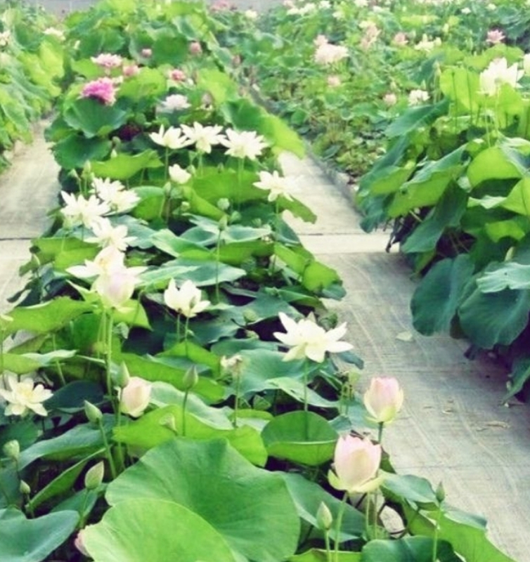 5 HẠT GIỐNG HOA SEN MINI NHẬT BẢN