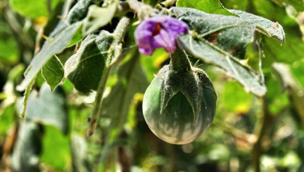 Hạt giống cà đắng Tây Nguyên bốn mùa - 1 gói 20 hạt