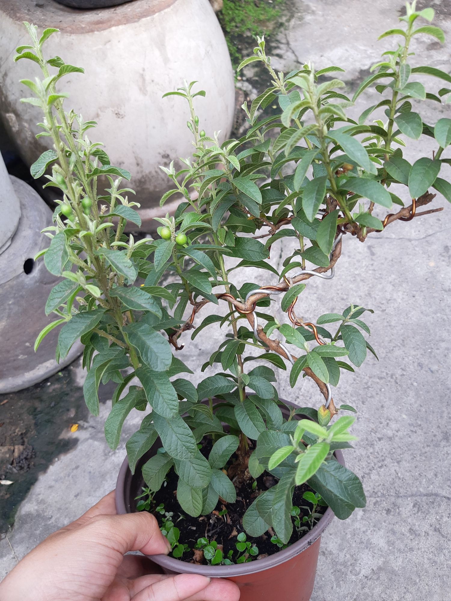 cây ổi bonsai TẶNG CHẬU