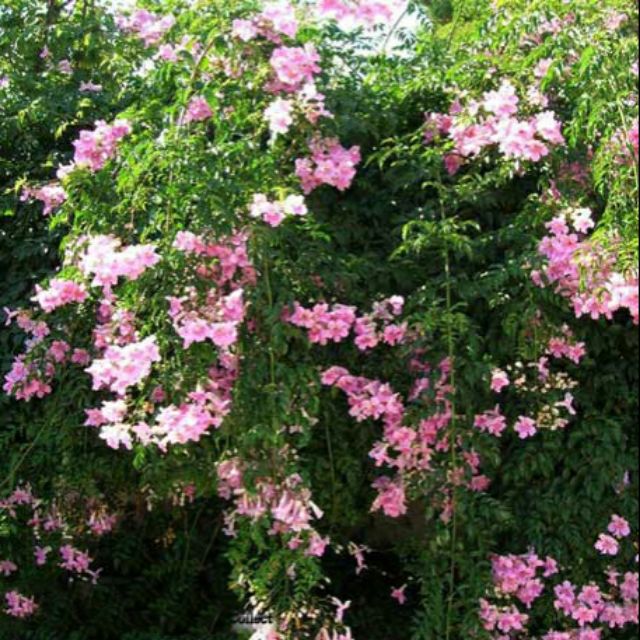 Cây hồng thiên hương (cây leo)