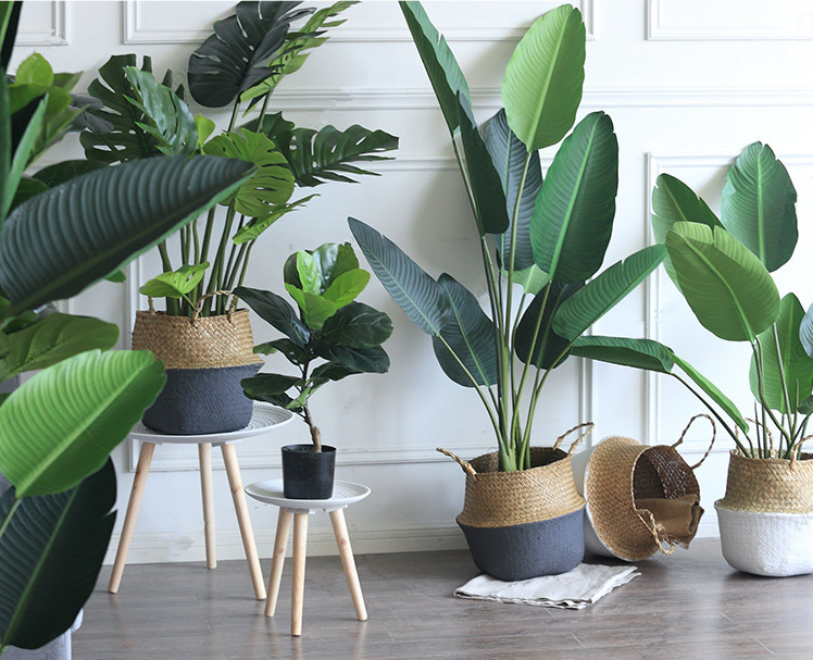 Cây Chuối Giả 1m6 Kèm Chậu