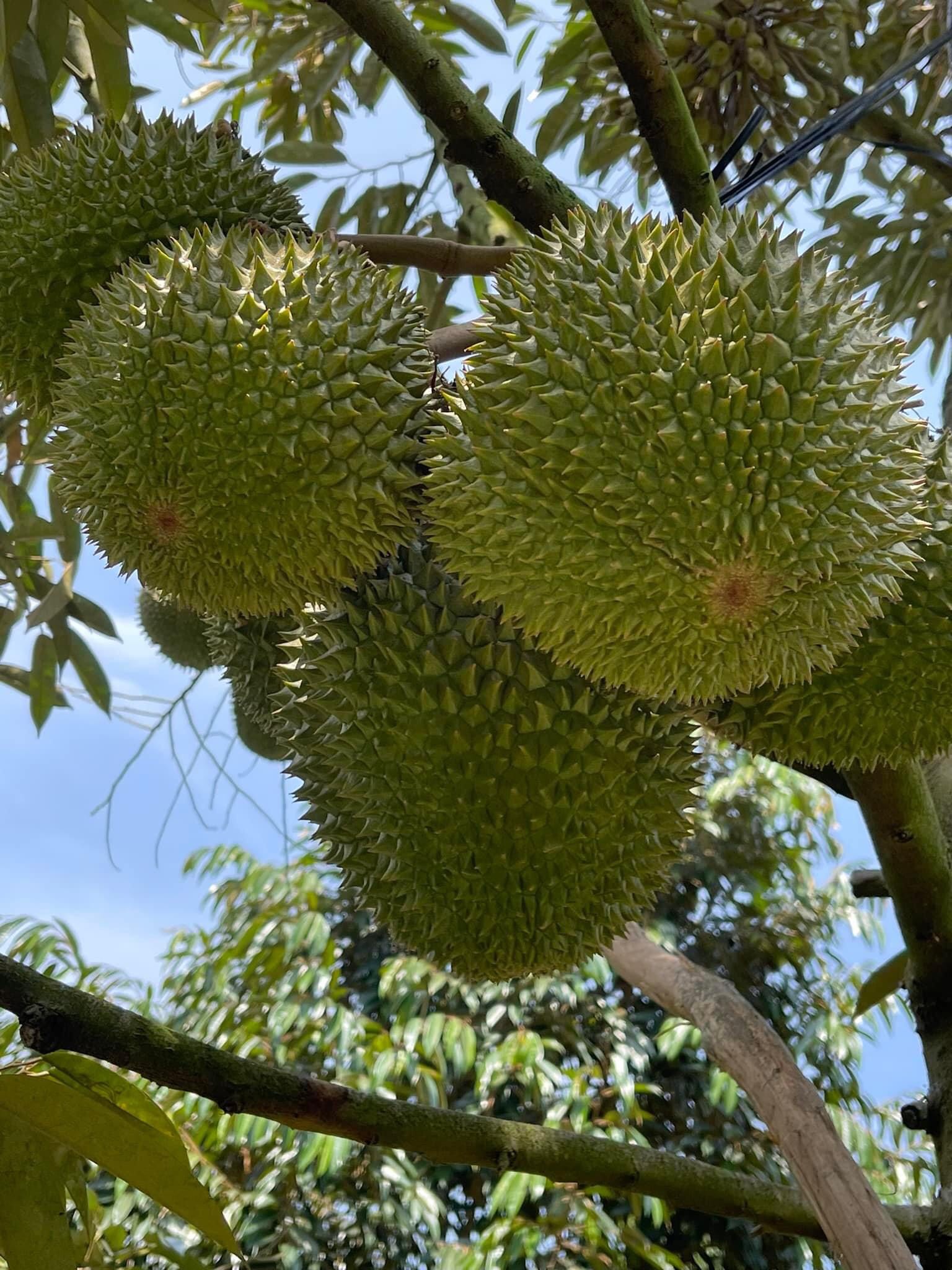Phân bón SIÊU ĐẬU TRÁI SẦU RIÊNG