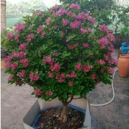 Cây hoa giấy mỹ