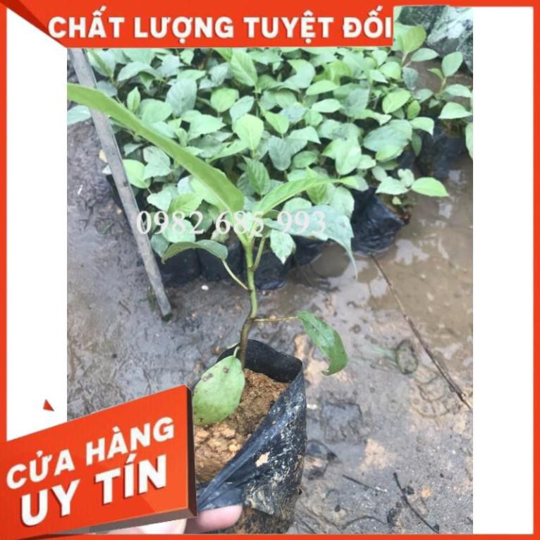 Freeship max -cây giống chuẩn cây vả mật- vườn ươm eakmat tây nguyên