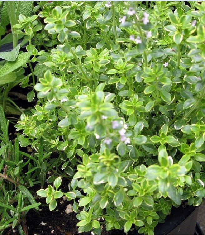 Hạt giống cỏ xạ hương (Thyme) - 100 hạt/gói
