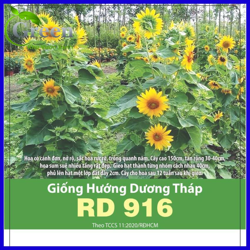 Hạt Giống Hoa Hướng Dương Tháp