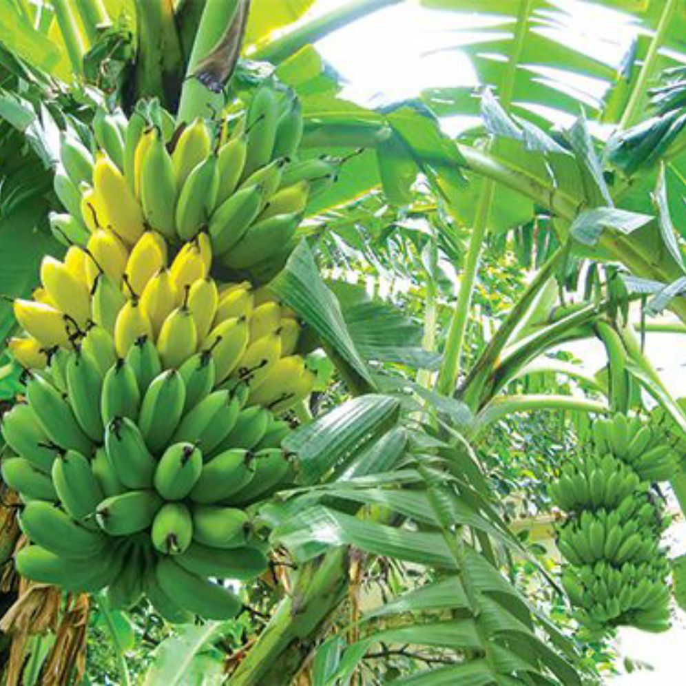 CÂY CHUỐI SỨ GIỐNG