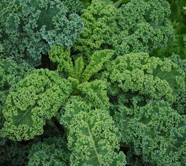 [Sale  off] Hạt giống rau cải xoăn kale  chất lượng cao - Tặng kích mầm & Tài liệu hướng dẫn gieo trồng