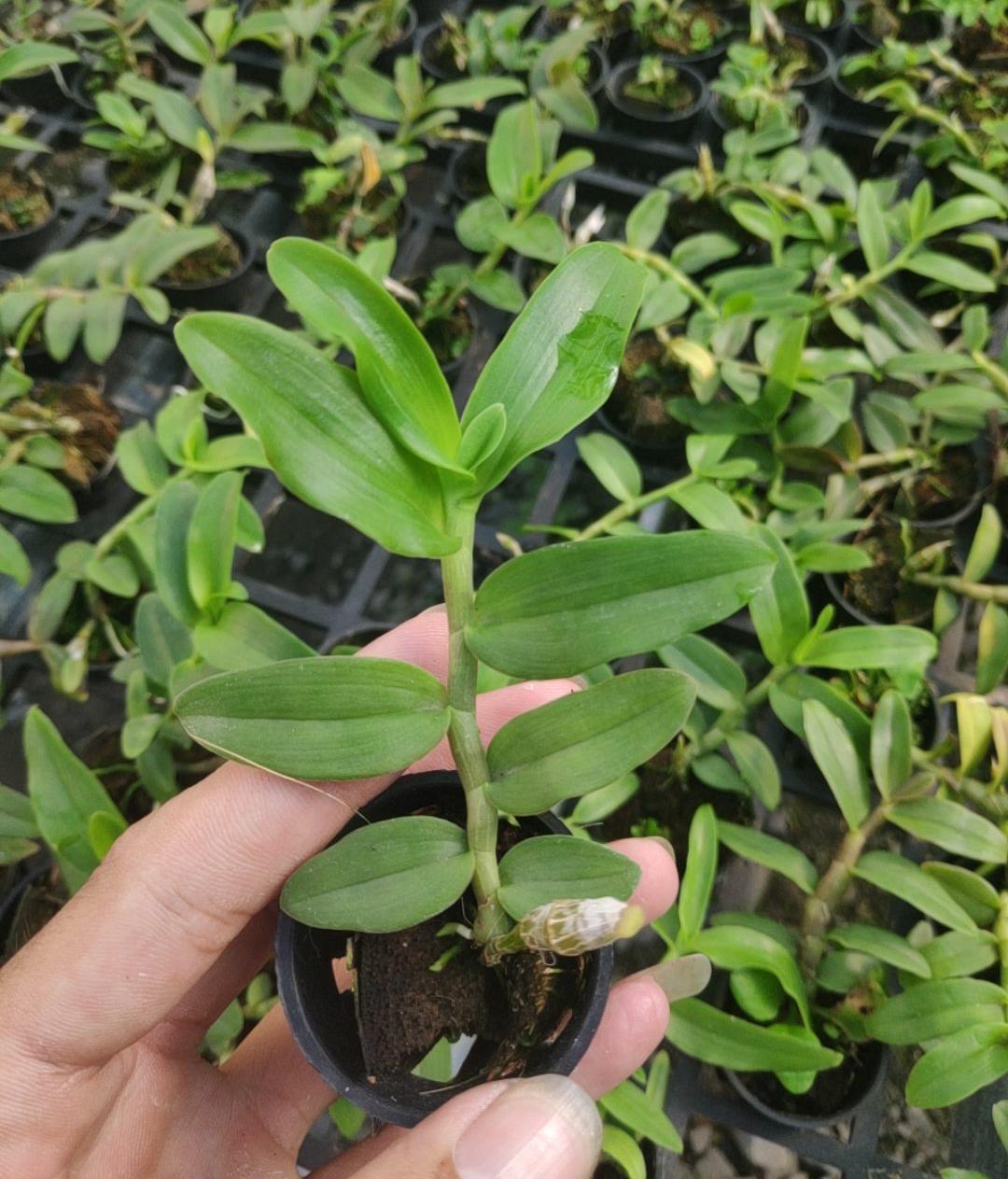 Trầm thanh củi - cây con năm 2