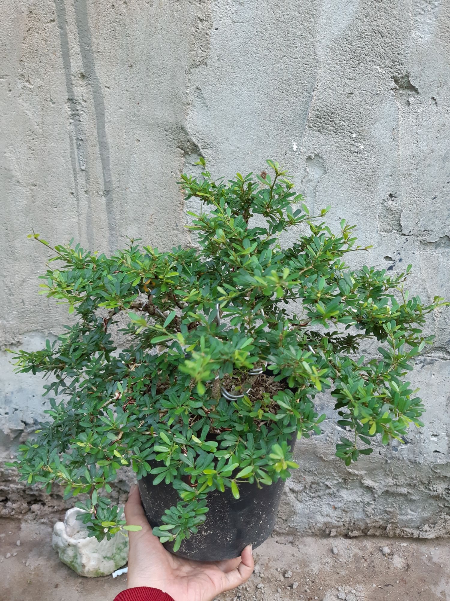 linh sam bonsai dáng đẹp