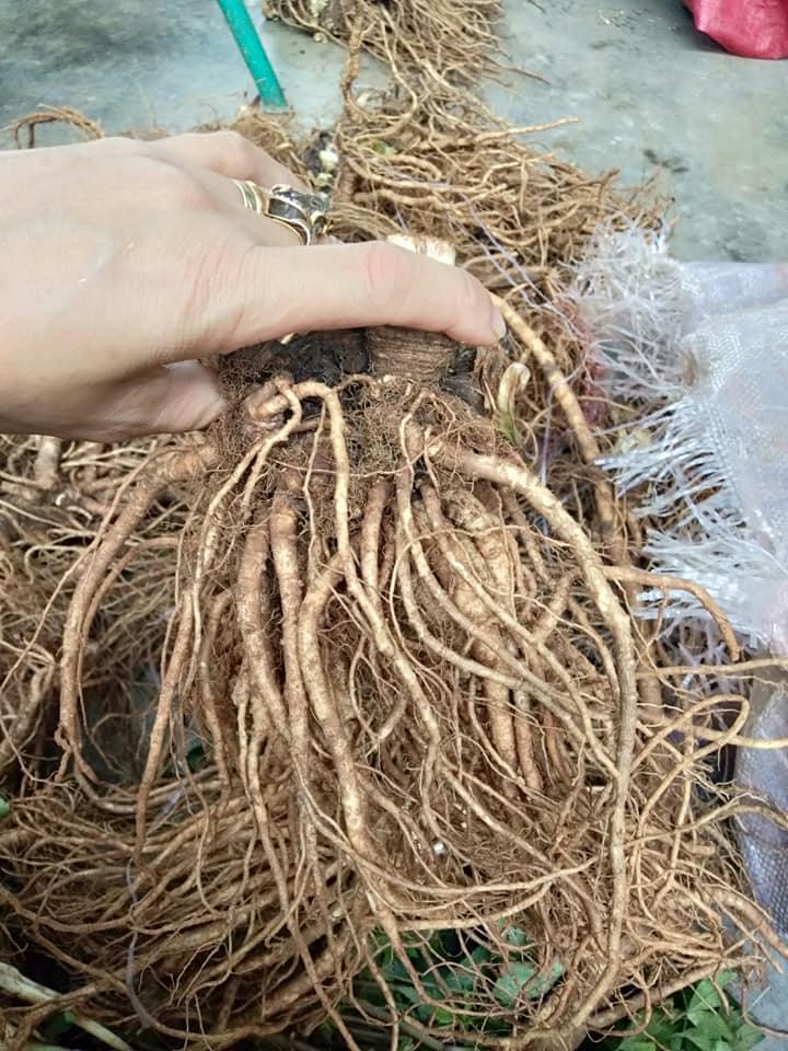 Sâm đương quy tươi nguyên củ ( Gói 1kg)