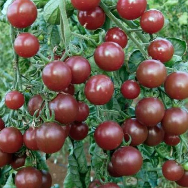 Hạt Giống Cà Chua Socola bi Siêu Trái-gói 20 hạt