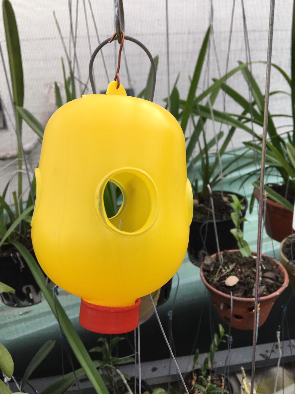 01 cái Bẫy ruồi vàng đục trái, đốt lá làm thối quả