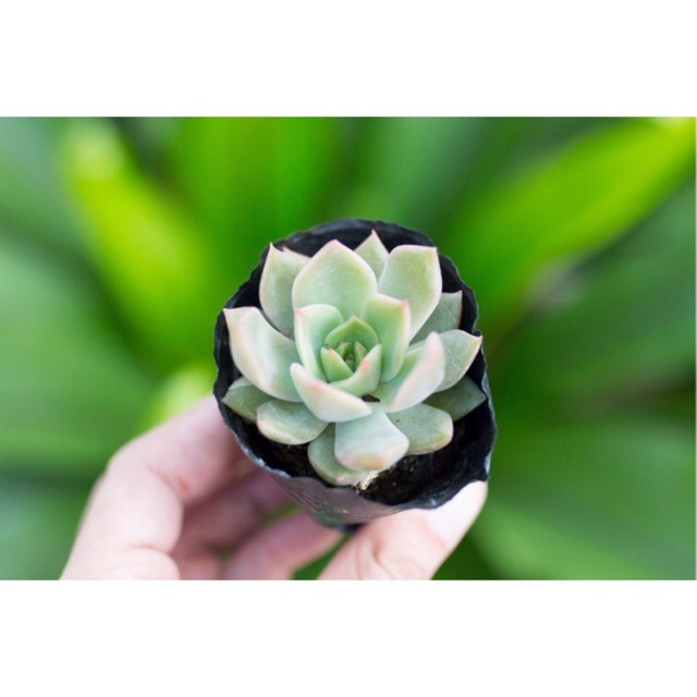 Sen đá kim lam 3-5cm - Vườn sen đá