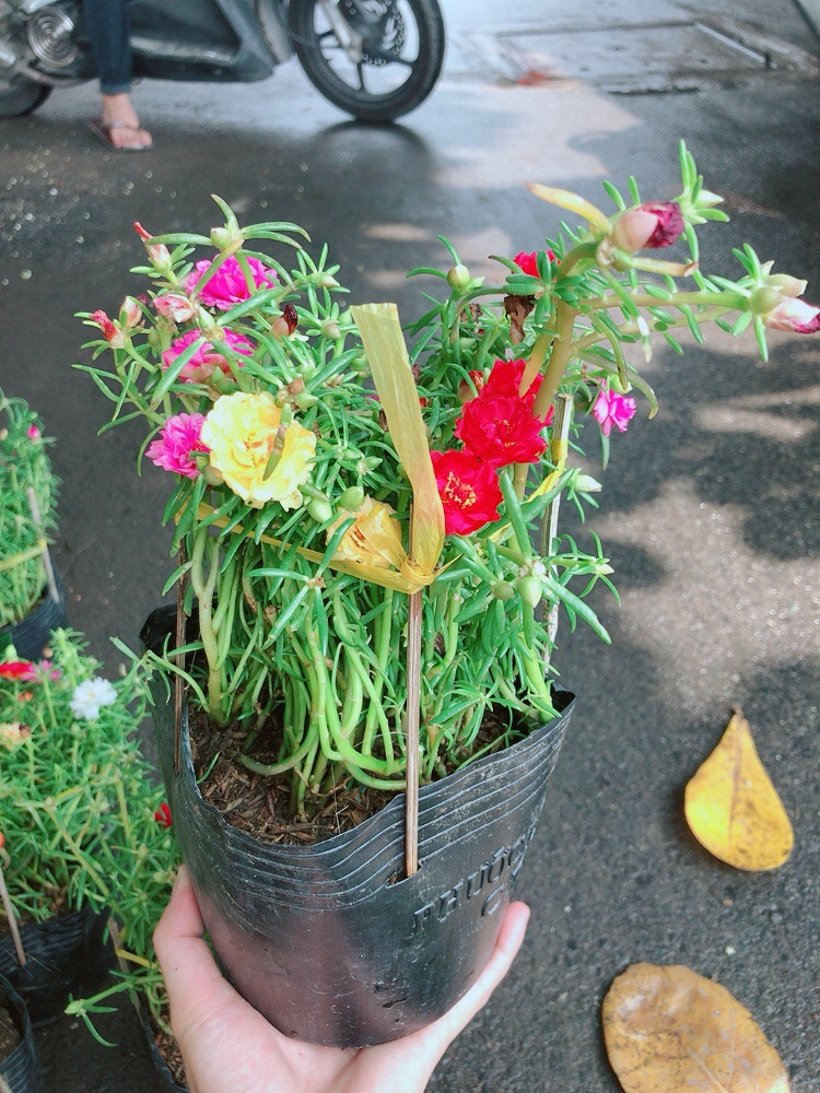 Hoa mười giờ mỹ