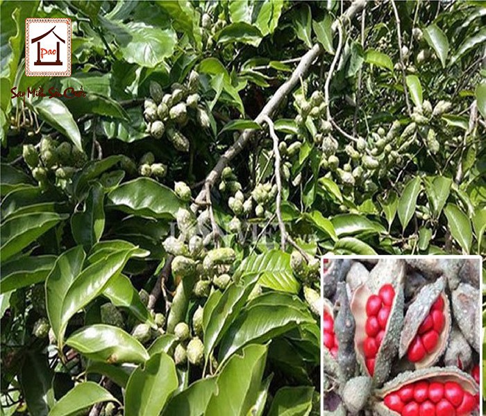 CÂY GIỐNG CÂY DỔI XANH NẾP THU HẠT