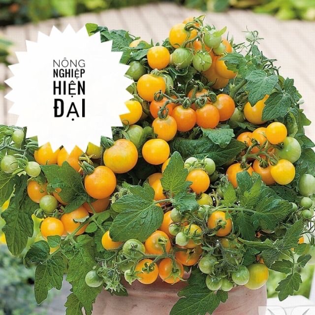 Hạt Giống Cà Chua Bi Lùn Vàng (0,1gram)
