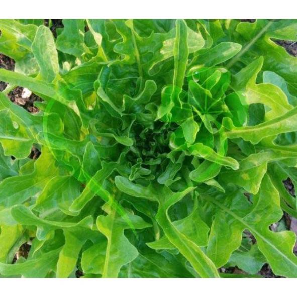 Hạt giống xà lách sồi xanh Oakleaf - gói 2 gram