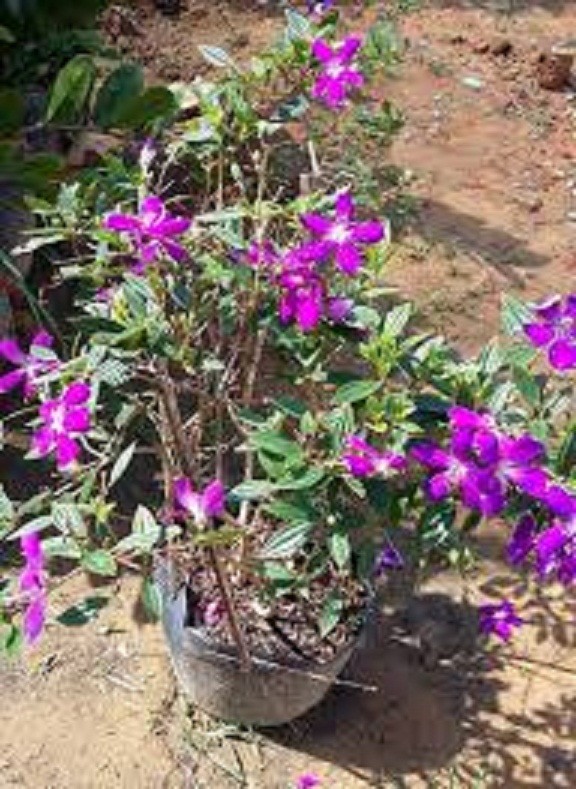 CHẬU HOA SIM TÍM THÁI LAN SIÊU ĐẸP