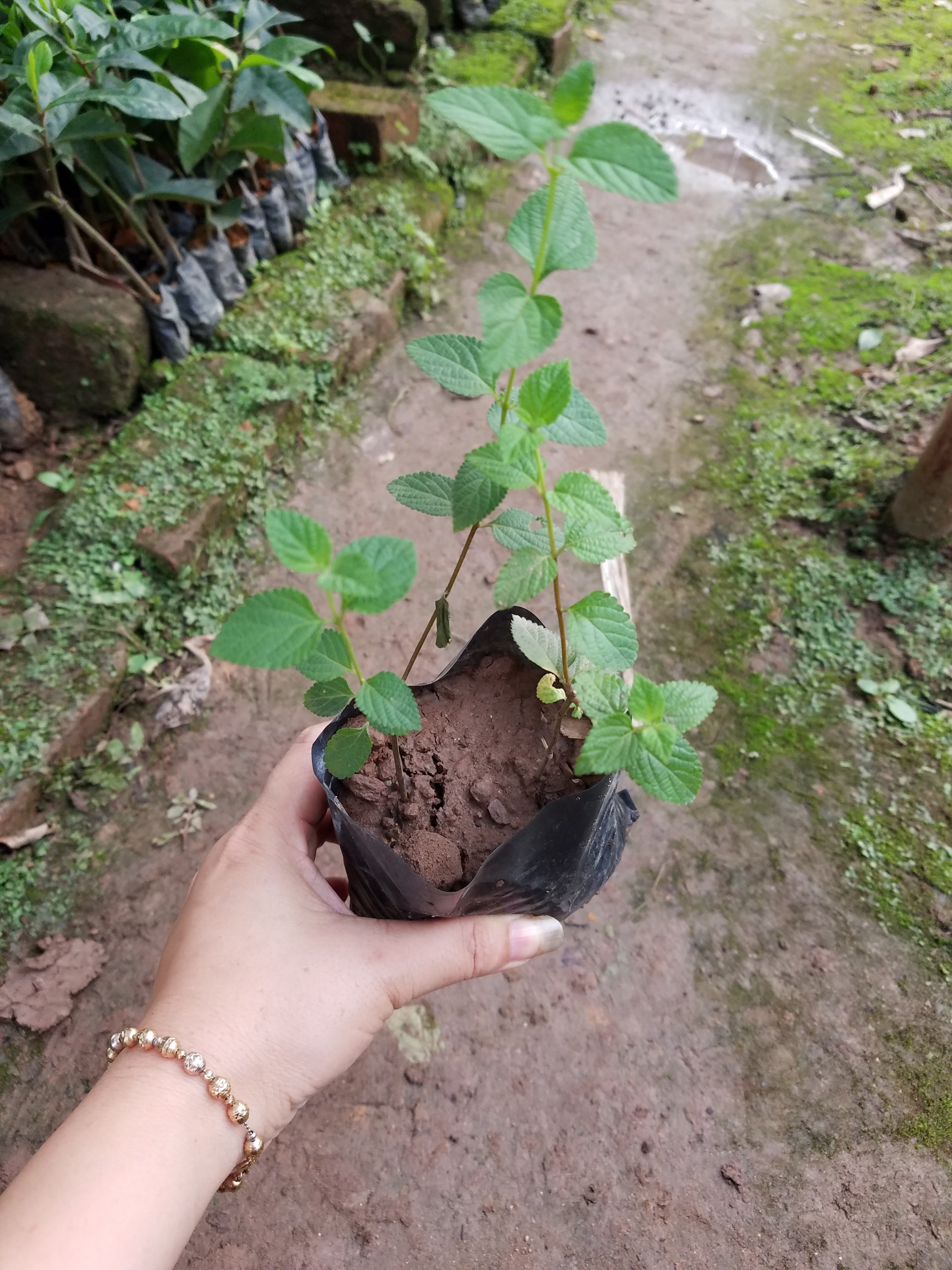 Ngũ sắc tím ( cây buông rủ ) - 1 bầu 2 cây như hình