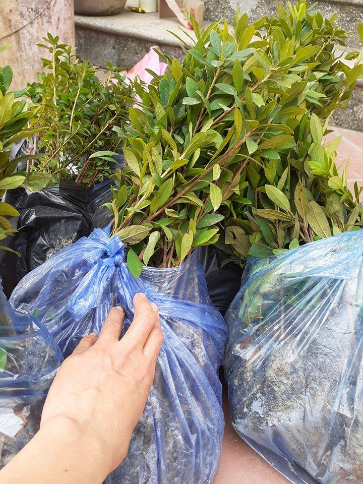 BẦU CÂY GIỐNG HOA ĐỖ QUYÊN
