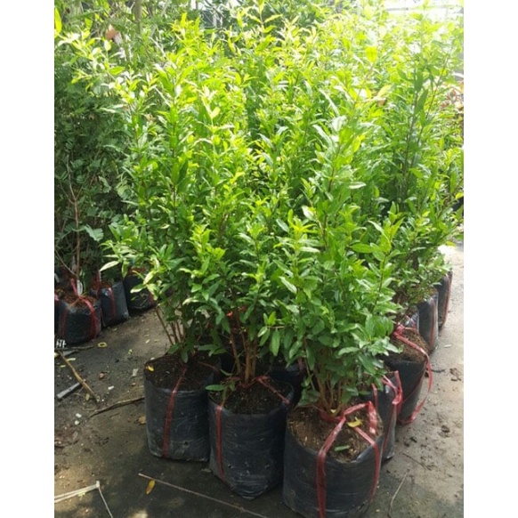 Cây lựu lùn Ấn Độ giống (Trồng chậu)