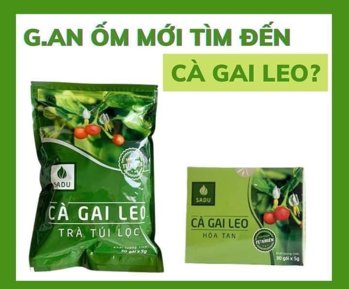 [500gr] Trà túi lọc Cà Gai Leo SaDu,(100 túi lọc) Tea