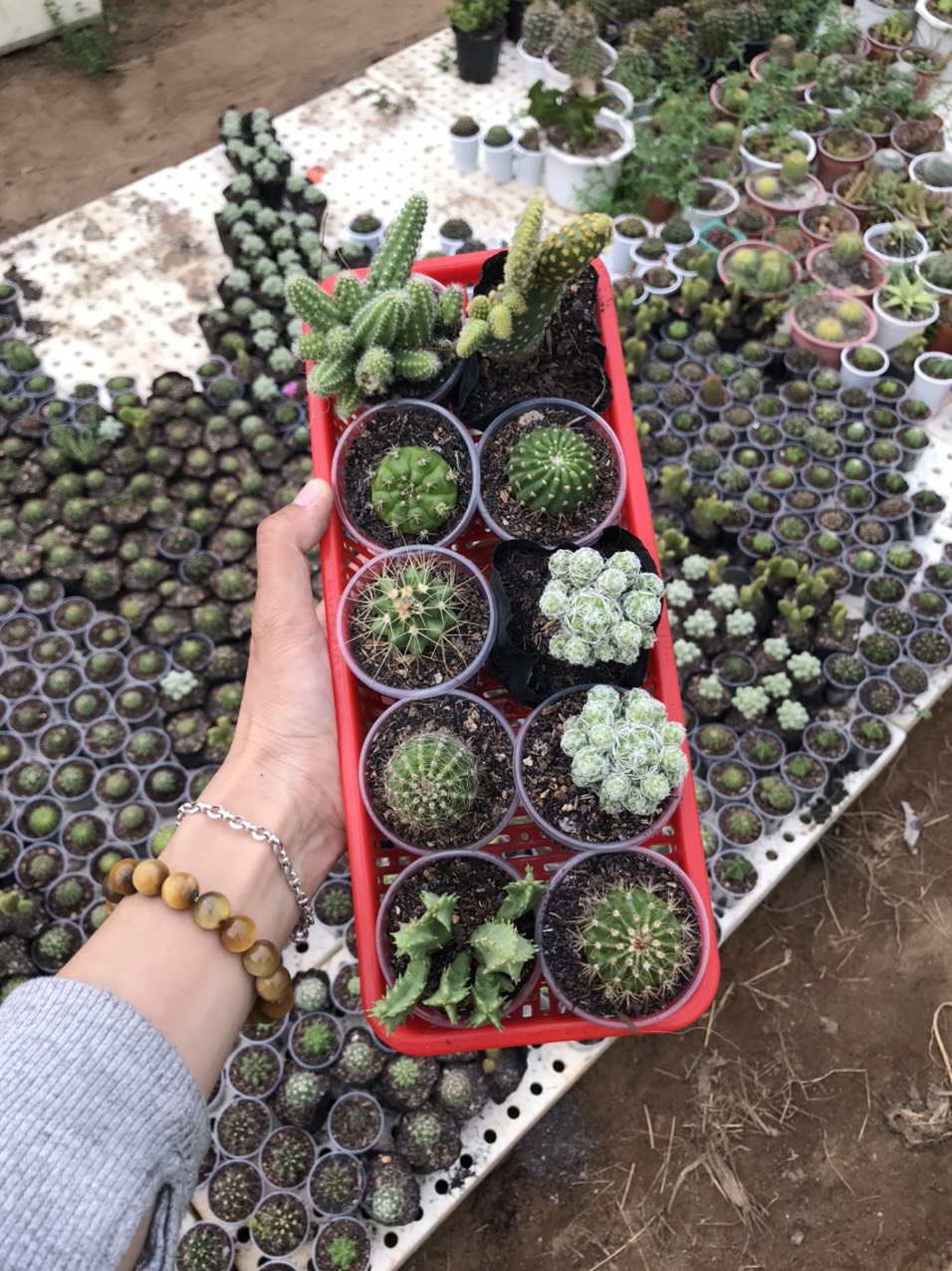 Combo 10 xương rồng đủ loại (10 loại) (size chậu 5 cm)