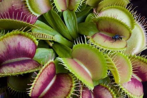 Chậu cây bẫy kẹp, flytrap venus