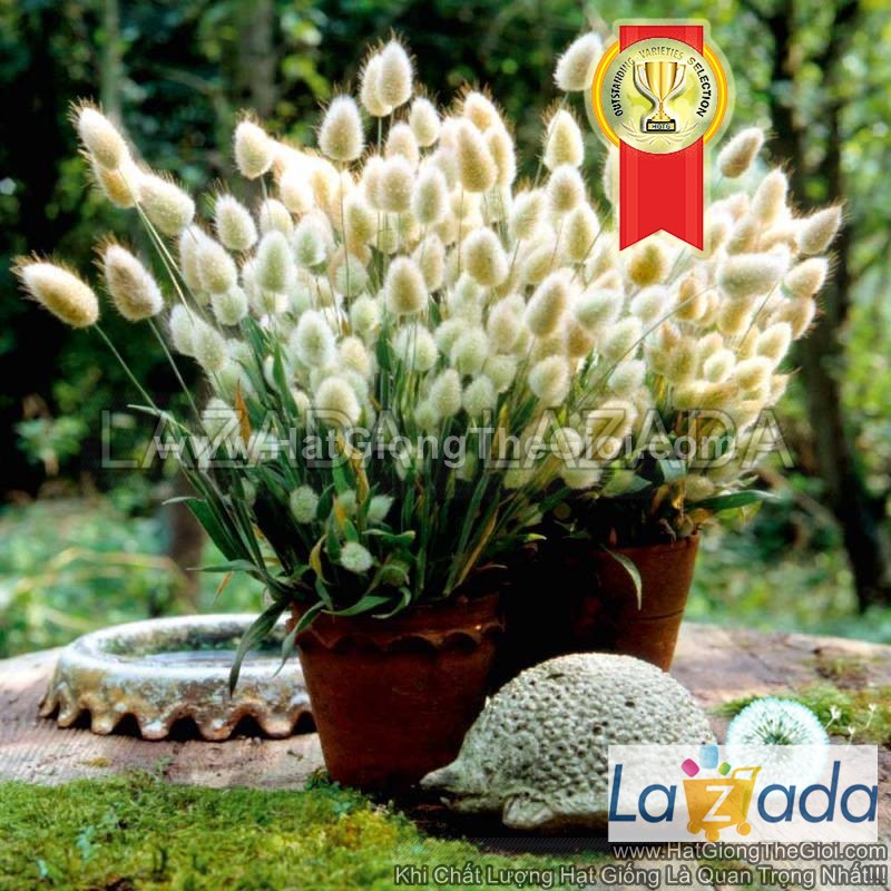 100h Hạt Giống Cỏ Đuôi Thỏ (C6.202| -KD: B19*V51*M006)