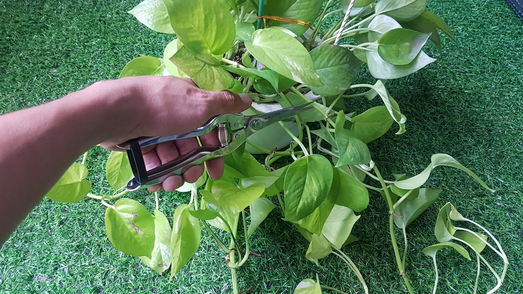 Kéo nhọn răng cưa chuyên cắt cành hoa