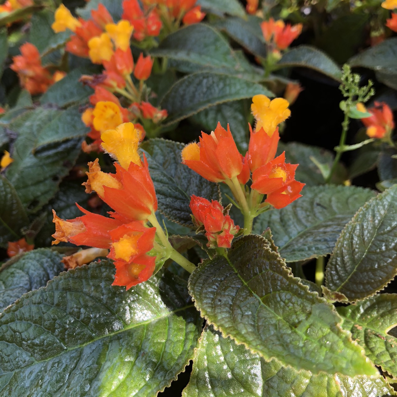 Chậu cây lá gấm Sunset Bells size chậu C6 giao cây khỏe đang hoa hoặc sắp hoa