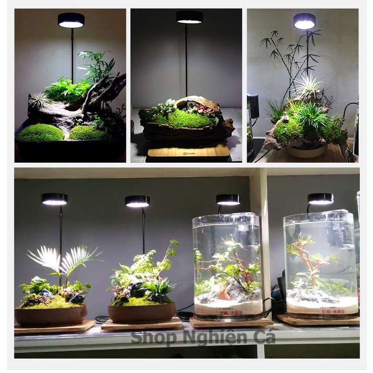 Đèn đế gỗ, đèn led rọi hồ cá, đèn đế gỗ cho bình terrarium