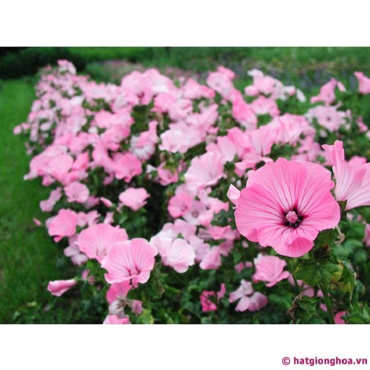 Hạt giống hoa cẩm quỳ hồng gói 50 hạt xuất xứ Đức