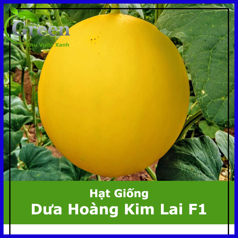 Hạt giống dưa hoàng kim lai f1