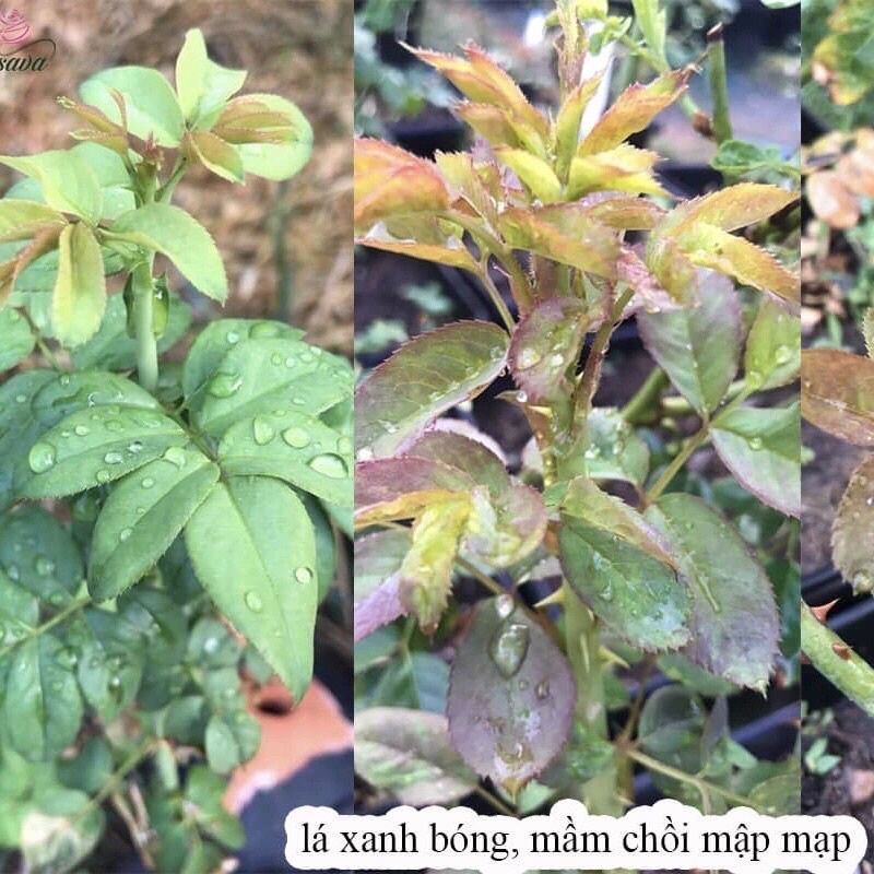 Phân Bón Lá - Siêu bật Mầm Chồi cho hoa cây cảnh