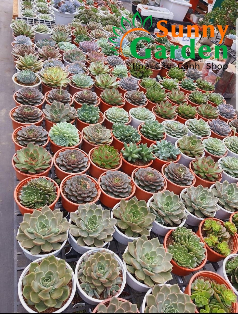 Sen đá size lớn, đường kính chậu 15cm - shop chọn giao ngẫu nhiên