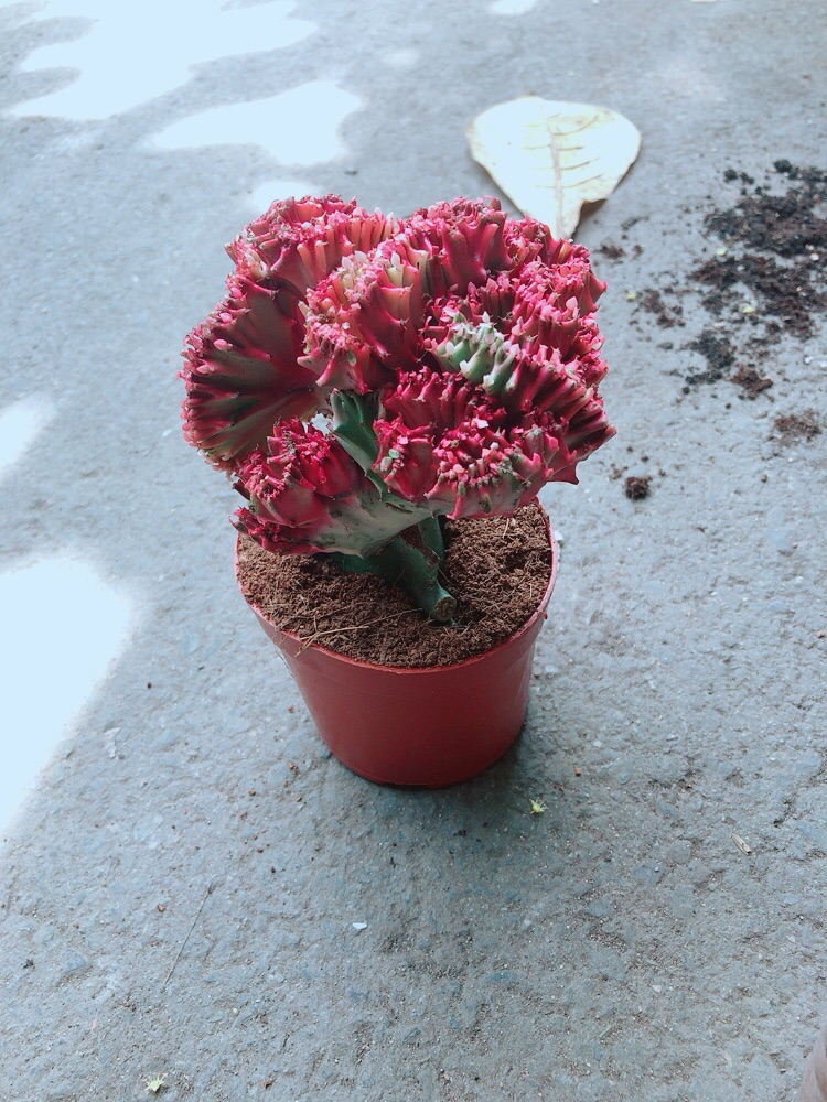 Xương Rồng Vạn Lý
