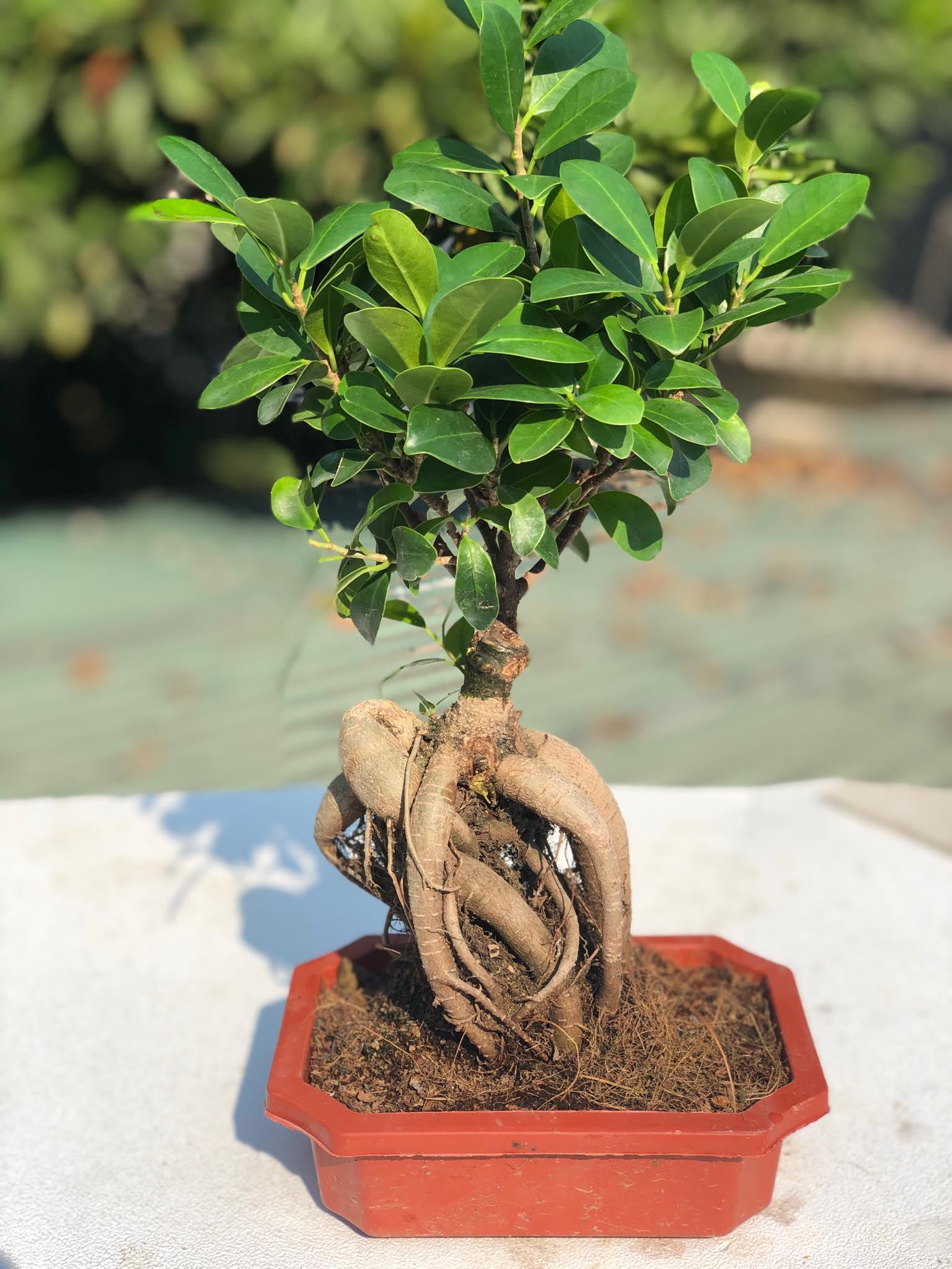 Cây bonsai si nhật 2