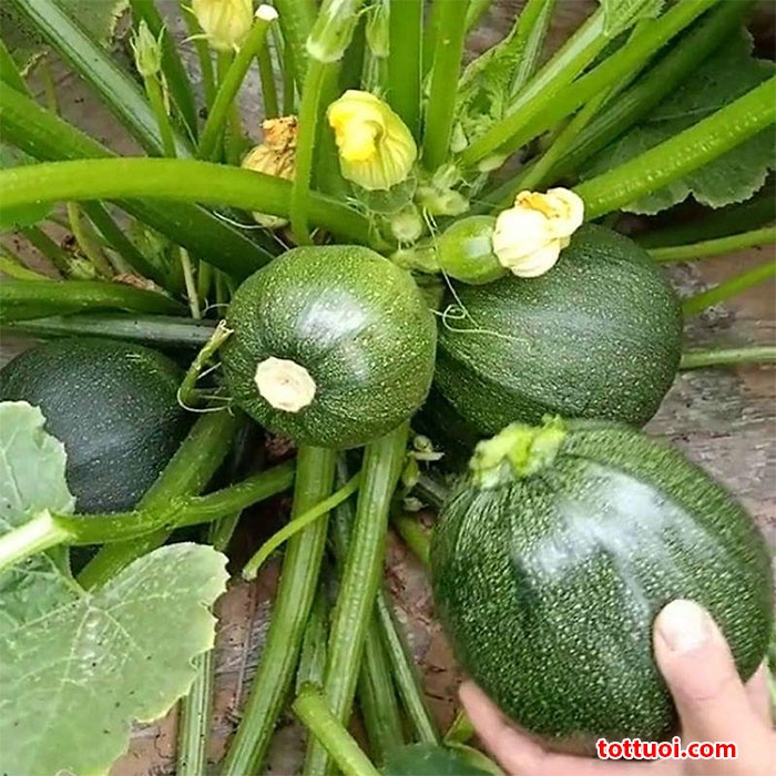 #Hạt_Giống_Bí_Ngồi / bí ngòi (bí ngòi xanh/ bí ngòi vàng/bí ngòi tròn xanh/bí ngòi tròn vàng)
