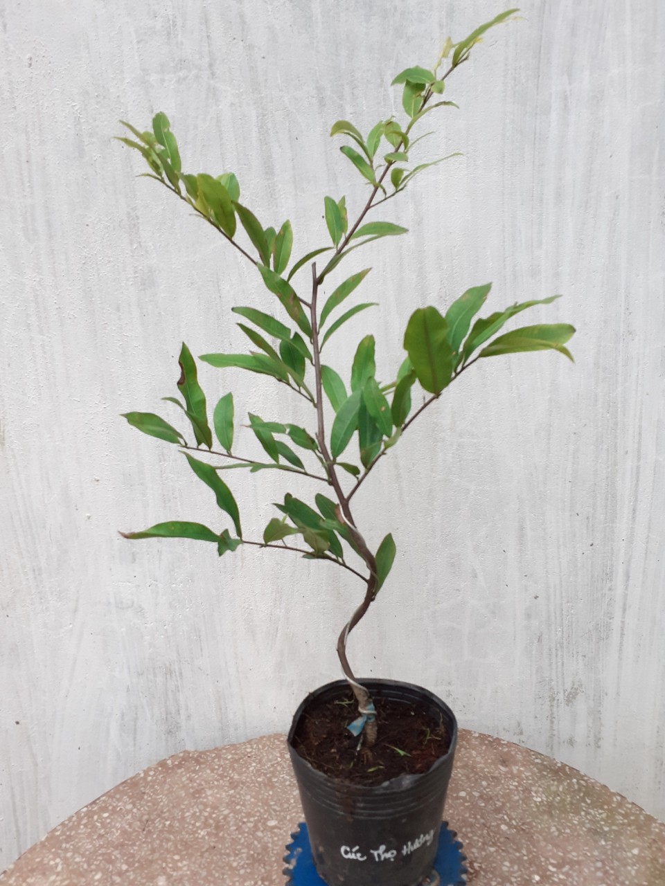 2 Cây Mai Cúc Thọ Hương Mini
