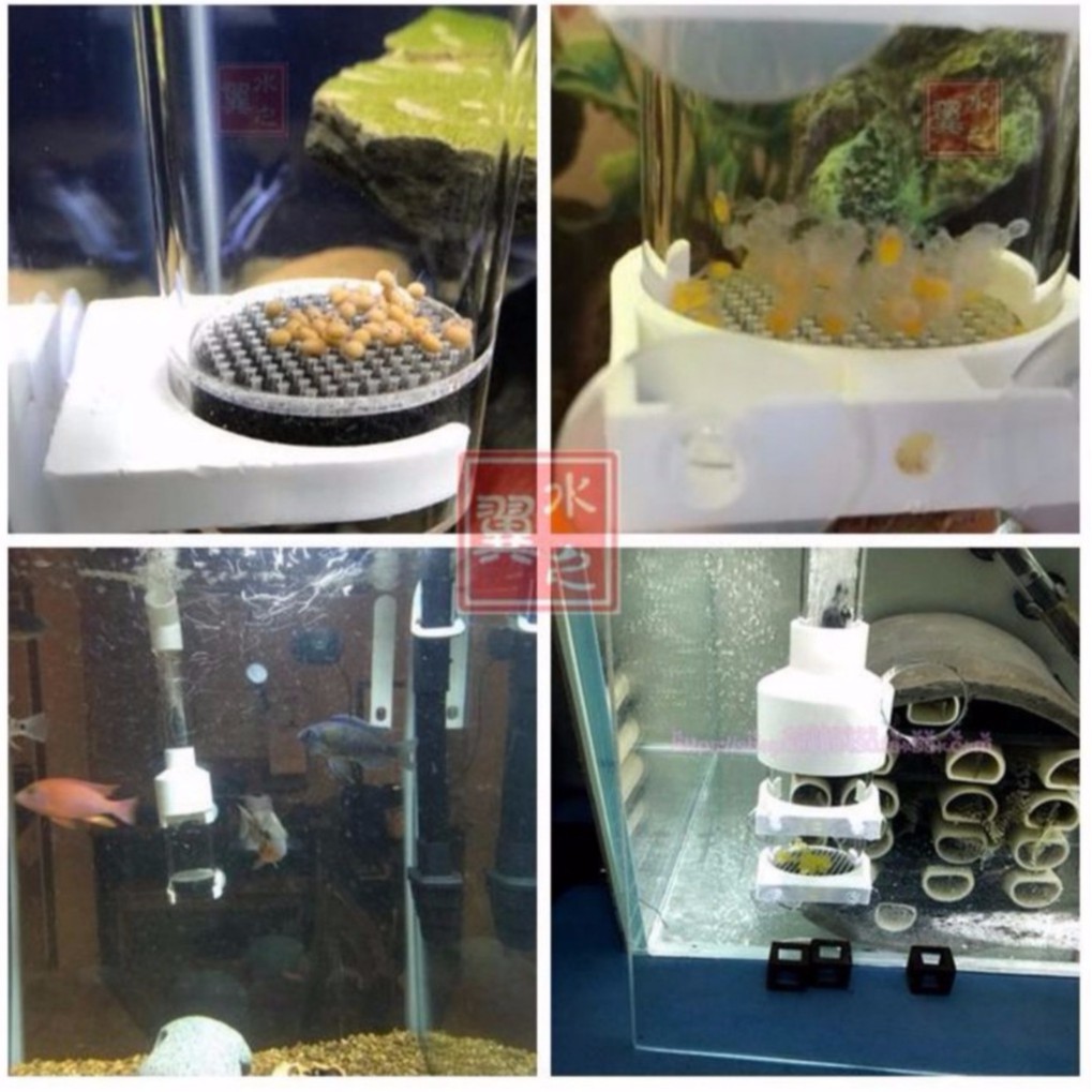 Bình Ấp Trứng Cá Ali - Cá Cichlid - Lồng Ấp Trứng Cá