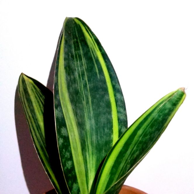 Lưỡi hổ Mason's Congo Var 3 lá size lá 27cm