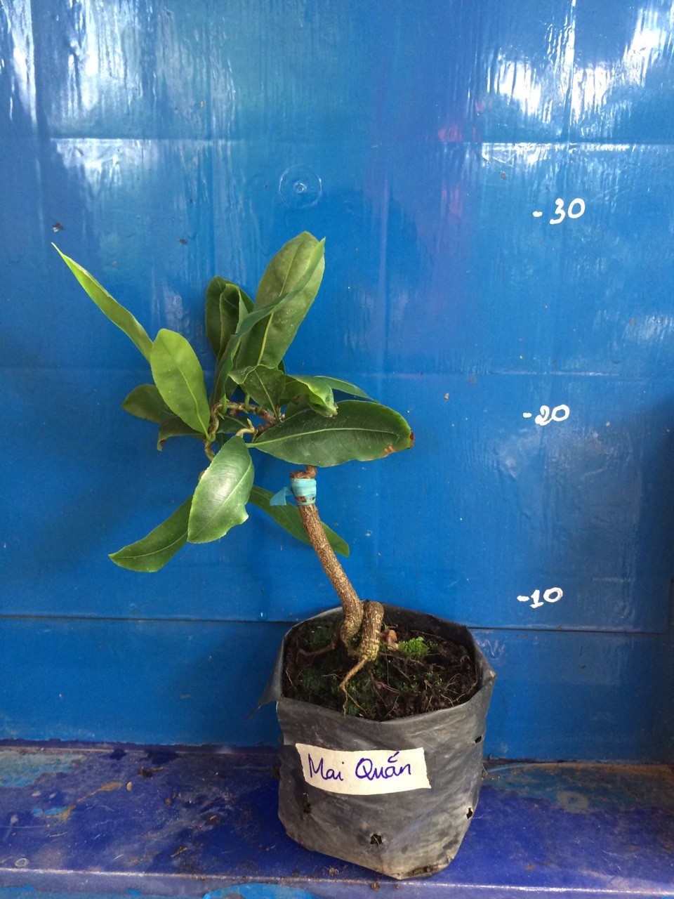 2 Cây Mai Quắn