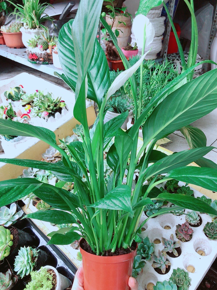 [HCM]Chậu lan ý