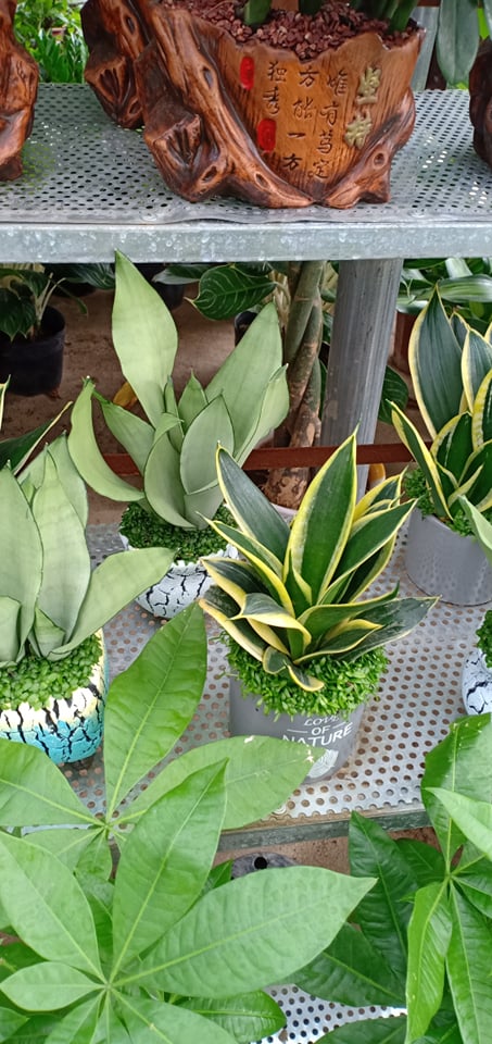 Cây Bonsai Cây lưỡi Hổ