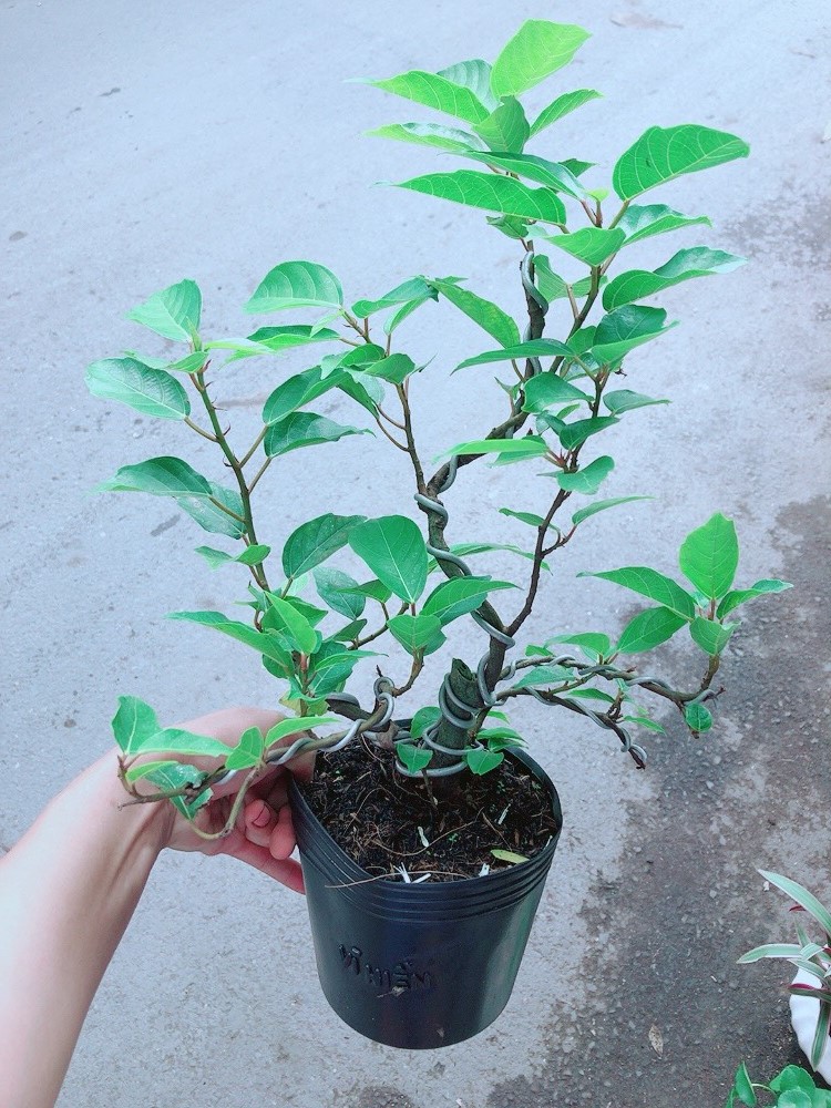 Cây Sung Bonsai