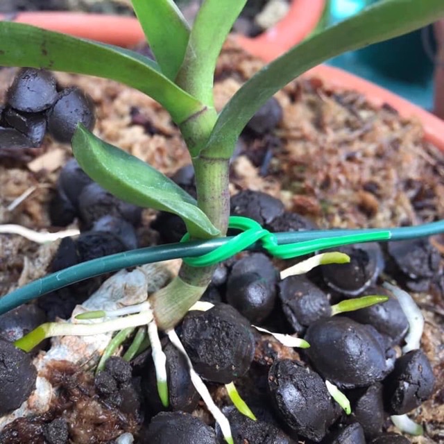 Phân Trùn Quế Hạt Mận Cho Hoa Lan 1KG